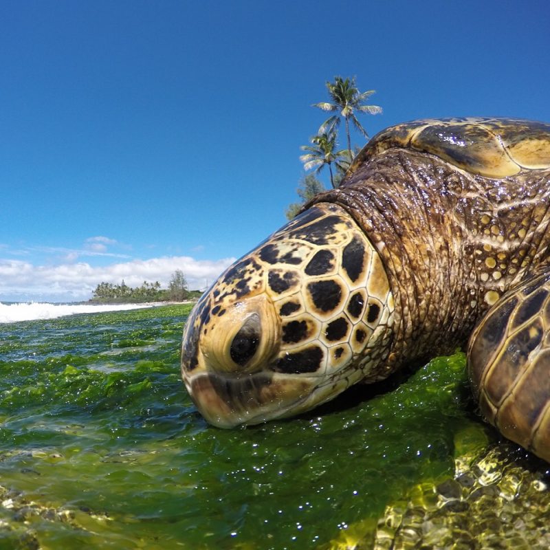 GoPro Turtle 
